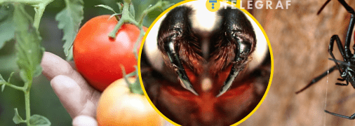 Каракурт может укусить при работе на огороде