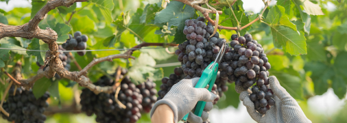 Ранній виноград дозріває вже в серпні