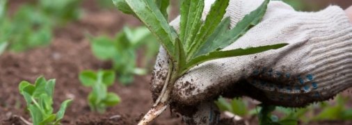 Популярные продукты для удаления сорняков - уксус, соль и кипяток