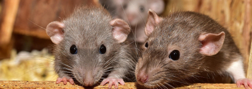 Как зимой отпугнуть крыс и мышей