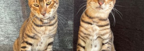 Котята Тойгера