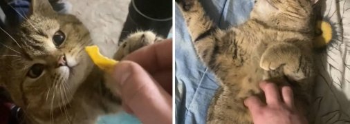 Кіт Толян - їсть чіпси і спить