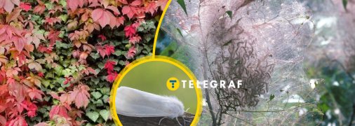 Гусінь, що обплітає дерева білою павутиною, — шкідник