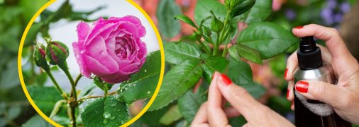 Троянди вимагають ретельного догляду та турботи