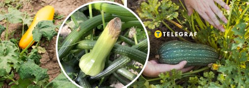 Кабачки можуть страждати від популярної болячки під час дозрівання