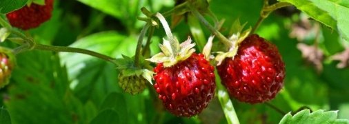 Кириллов день: народные приметы и запреты 22 июня