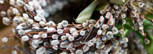 Освячену вербу в народі здавна наділяють цілющими властивостями