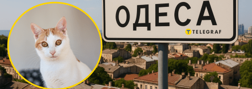 Одеський котик став зіркою мережі