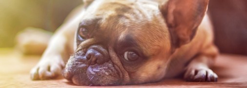 Чи знаєте ви, що деякі продукти, які ви їсте щодня, можуть бути смертельно небезпечними для вашої собаки?