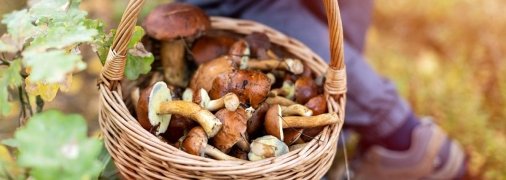 Успейте запастись грибами на зиму