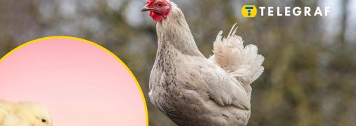 Чи потрібно опалювати курник