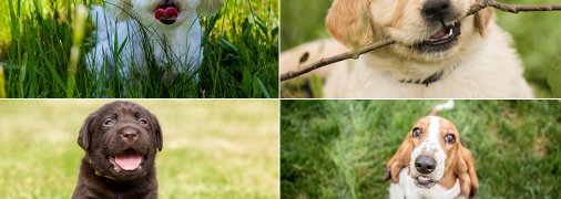 Породы собак для квартиры