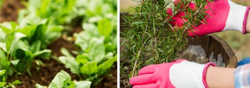 Деякі рослини стійкі до холодів, тому можна садити їх навіть у березні