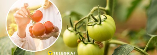 Правильний догляд та полив зроблять помідори солодкими та м’ясистими