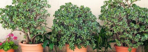 Некоторые комнатные растения требуют минимум ухода и радуют хозяев