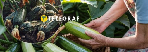Жодні хвороби кабачкам загрожувати більше не будуть