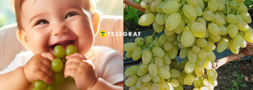 Кишмиш Столетие - лучший виноград без косточек в Украине