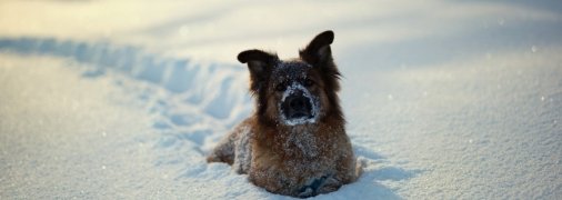 Собака в снігу