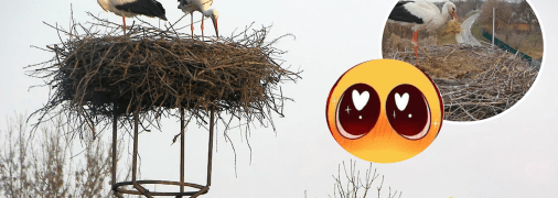 Гніздо птахів