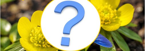 Ця комаха будує гнізда всередині дерев