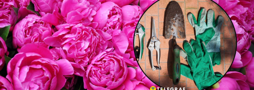 Чтобы пионы пышно цвели, о них надо позаботиться еще перед зимой