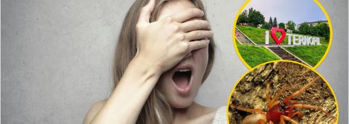 Тернополяни побачили незвичайного павука, який живиться мокрицею