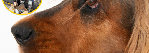 У мережі скаржаться на киянина у собакою