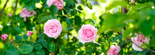 Троянди – прикраси будь-якої дачної ділянки