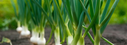 Лук может чернеть из-за неправильного ухода (изображение создано с помощью ИИ)