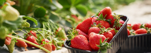 Чим підживити полуницю