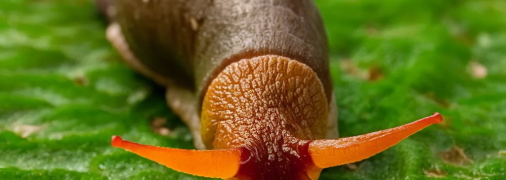 Улитки могут уничтожить весь урожай (изображение создано с помощью ИИ)