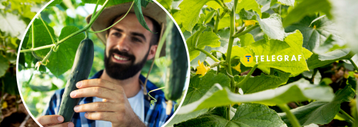 Как увеличить урожай огурцов — что добавить в лунку