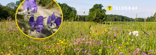 Растение аконит