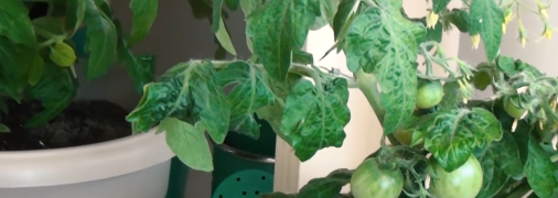 Томати чудово ростуть у горщиках