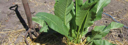 Шкоди від цієї рослини зазвичай більше, ніж користі