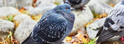 Голубям на вашій ділянці не місце