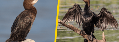 Баклан малий