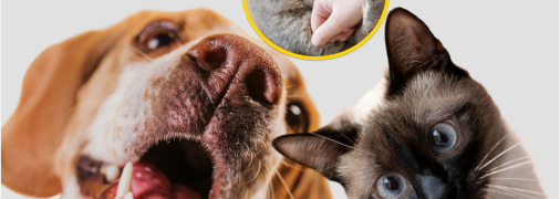 Кот и собака