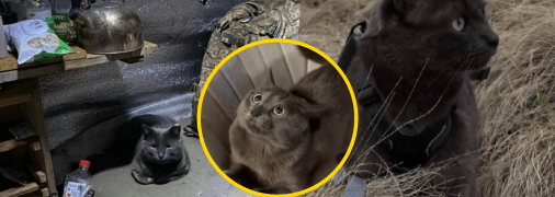 Колаж "Телеграфу"