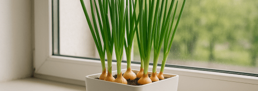 Зелена цибуля