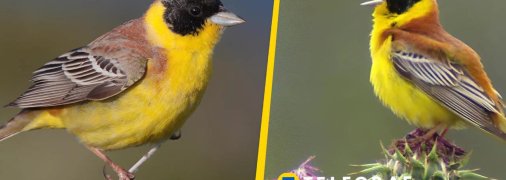 Вівсянка чорноголова