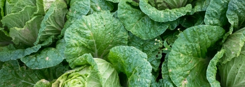 Сода - отличный помощник на огороде