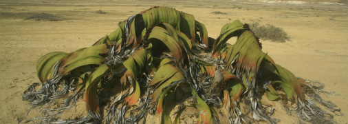 Вельвічія дивна була названа на честь австрійського ботаніка Фрідріха Вельвіча