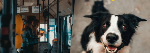 На Волині виник скандал через собаку пасажира в громадському транспорті