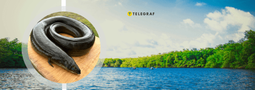 Вугрі в українських водоймах з'являються все частіше