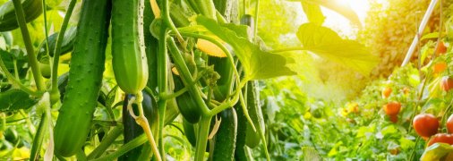 Період плодоношення огірків можна продовжити (зображення створено за допомогою ШІ)