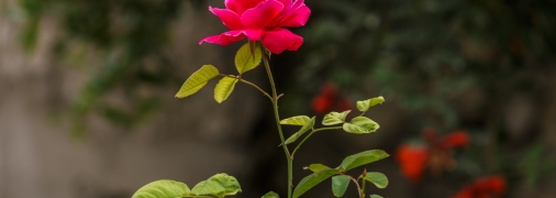 Подбайте про добрива для троянд