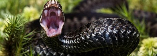 Стан важкий: на Львівщині 9-річна дитина потрапила в реанімацію через напад змії