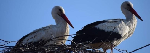 Грицько и Одарка на гнезде
