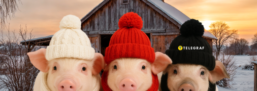 Маленькие поросята